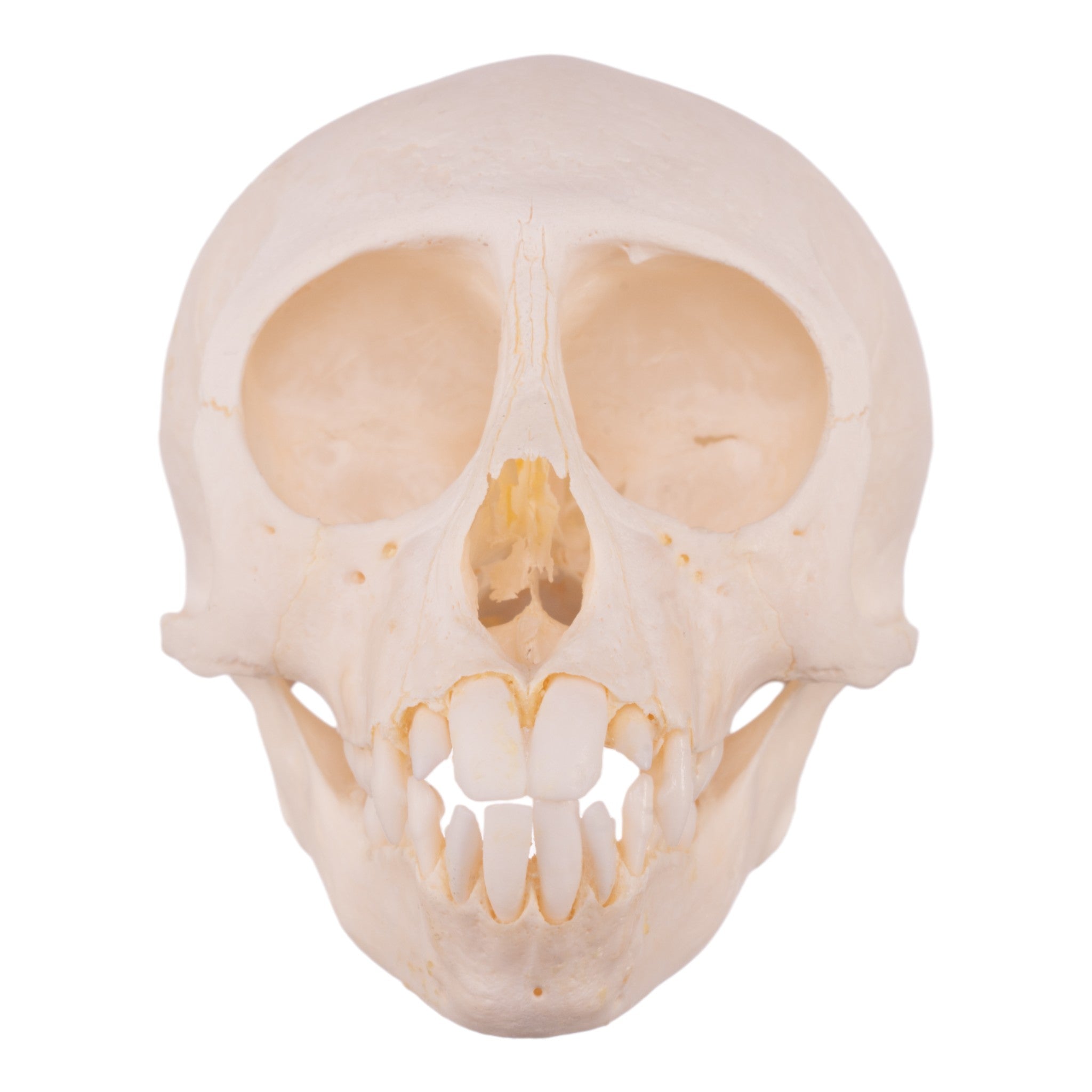 Authentic Vervet Monkey Skull - Adolescent Specimen for Collectors, Anthropology Study & Gothic Decor | Rare Primitive Animal Skull for Taxidermy, Science Education & Oddity Display