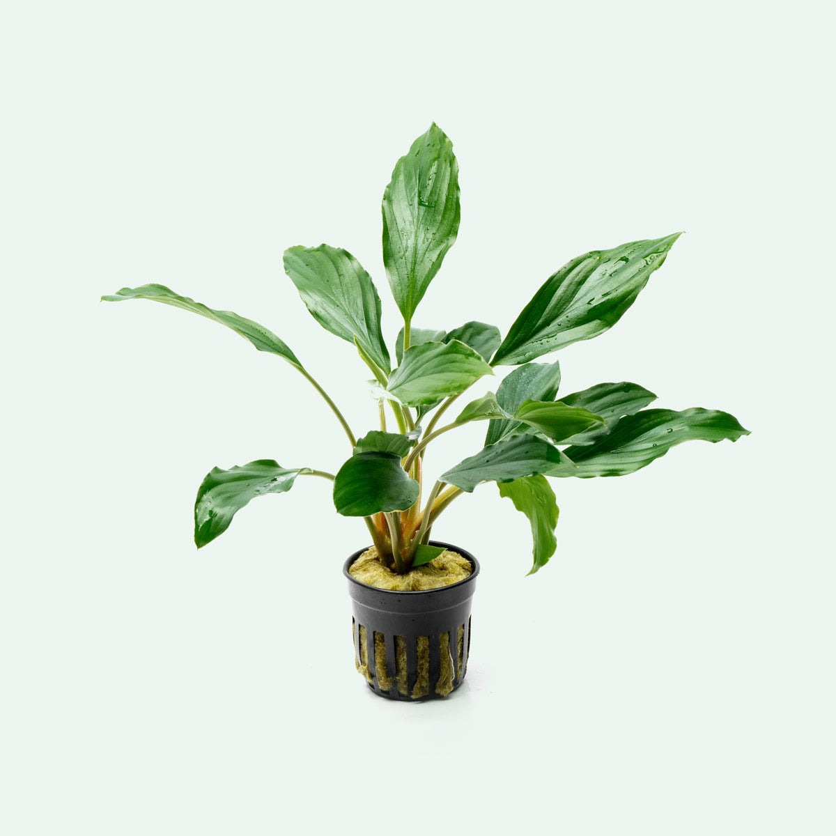 Homalomena Broad Cuneate (Red Stem) - Tropical House Plant for Home & Office Decor - Perfect for Indoor Gardening, Living Rooms, and Workspaces