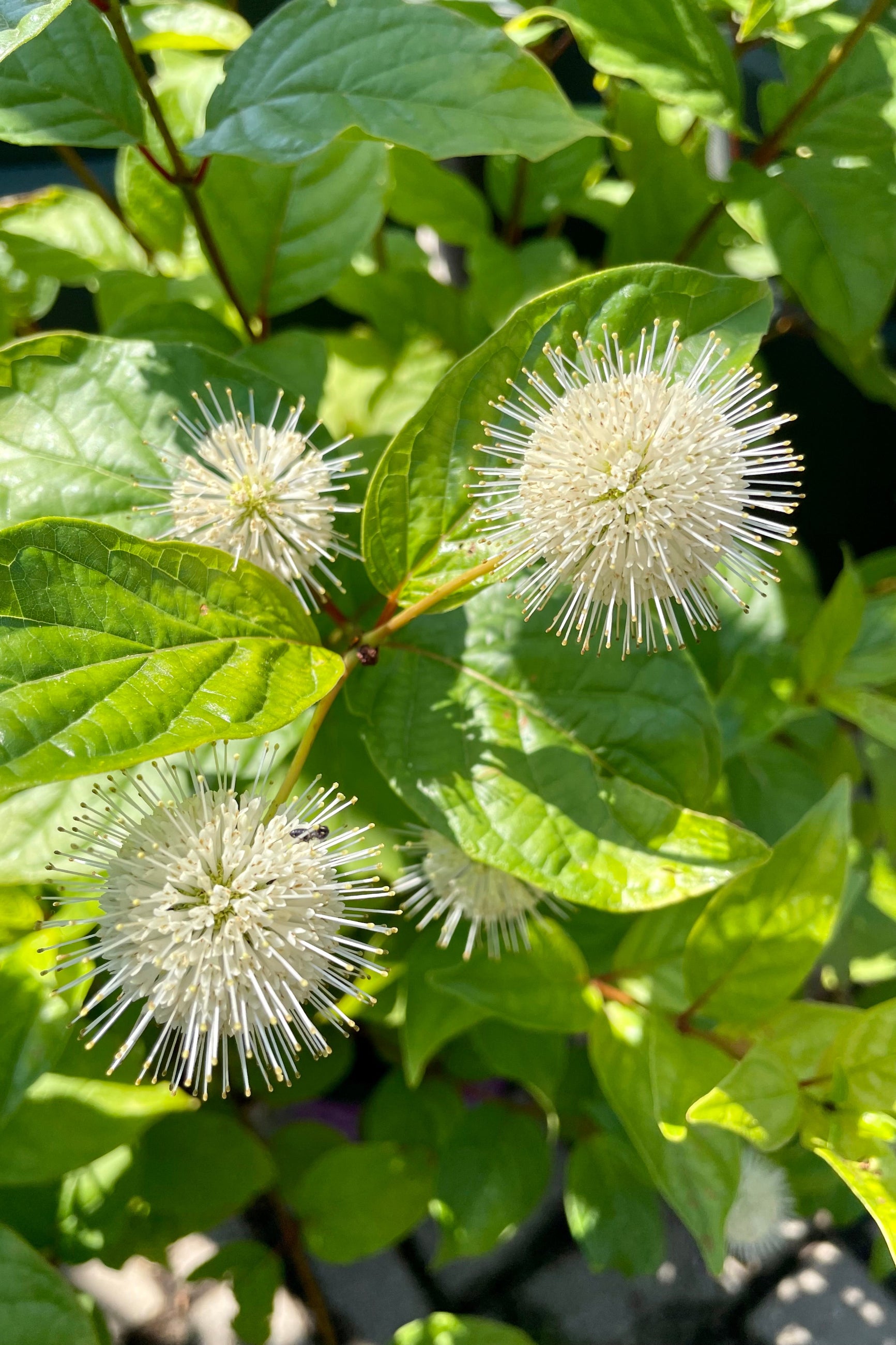 Cephalanthus occidentalis 'Fiber Optics' #2 - Beautiful Ornamental Shrub for Landscaping, Gardens & Outdoor Decor
