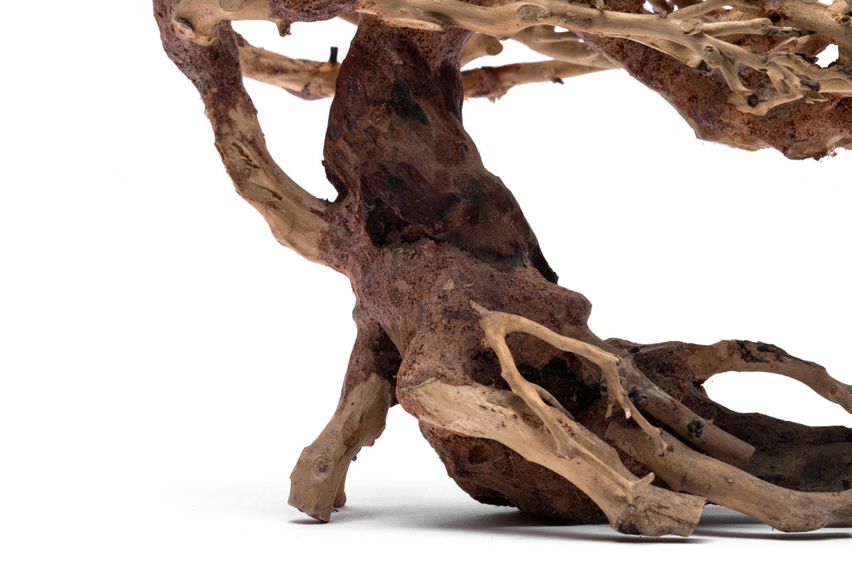 UNS Bonsai 019 - Premium Miniature Bonsai Tree for Home & Office Decor | Perfect for Zen Gardens, Desktop Displays & Gift Giving
