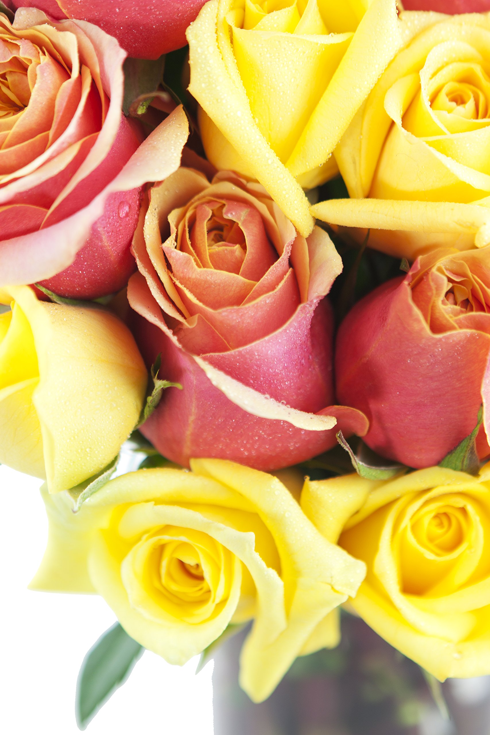 KaBloom PRIME NEXT DAY DELIVERY - 2 Dozen Fresh Orange & Yellow Roses with Glass Vase - Perfect for Mother's Day, Birthday, Anniversary, Get Well, Thank You & Valentine's Day Gifts - Ideal for Home Decor, Wedding Centerpieces & Romantic Surprises