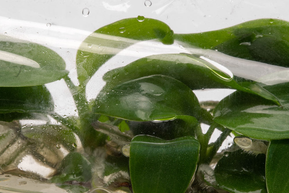 Philodendron Bipennifolium - Rare Houseplant for Indoor Decor & Office Greenery | Perfect for Home Jungle & Urban Gardening