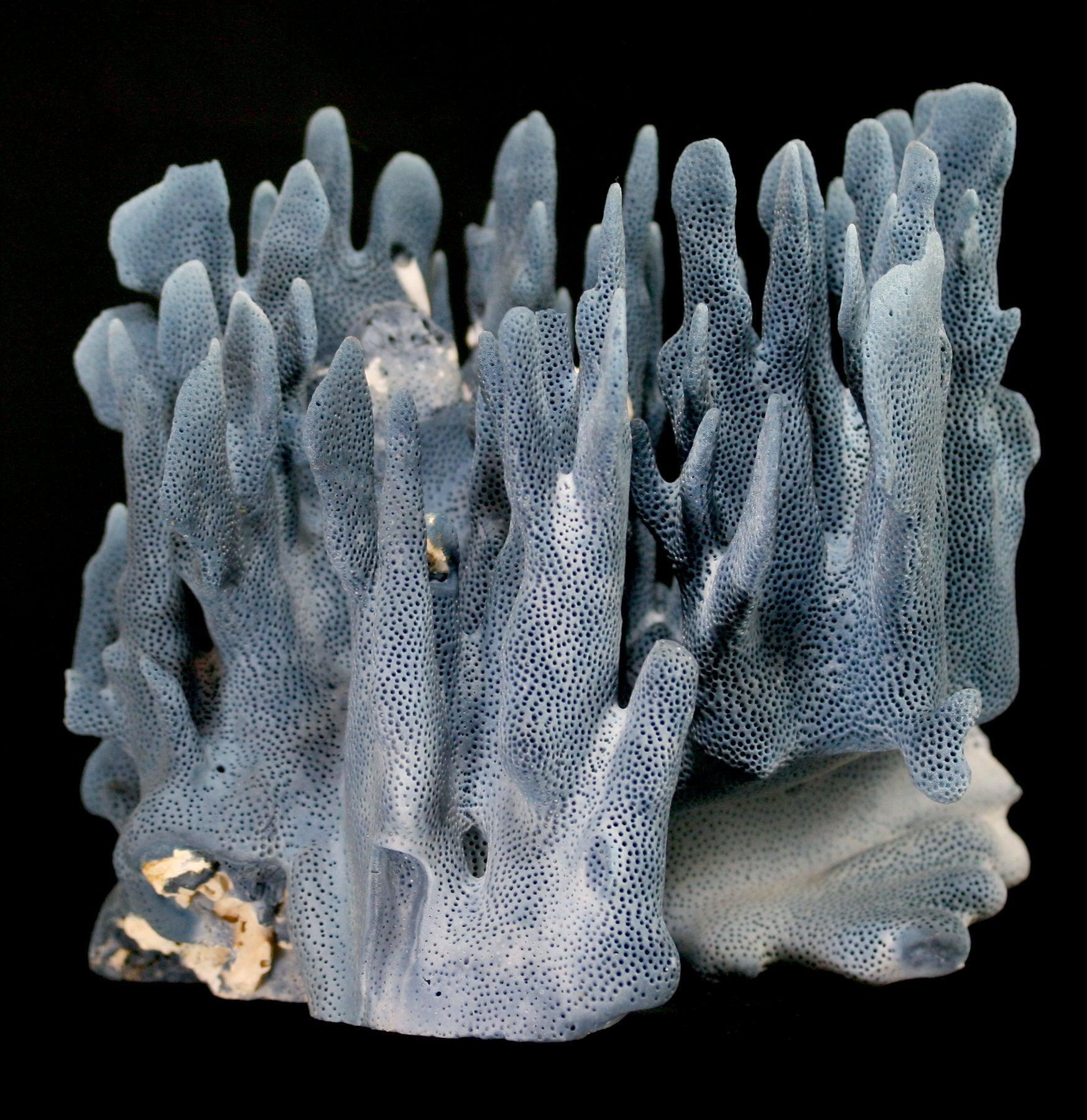 Premium Blue Heliopora Coerulea Coral for Saltwater Aquariums - Vibrant Live Coral for Reef Tanks & Marine Aquascaping