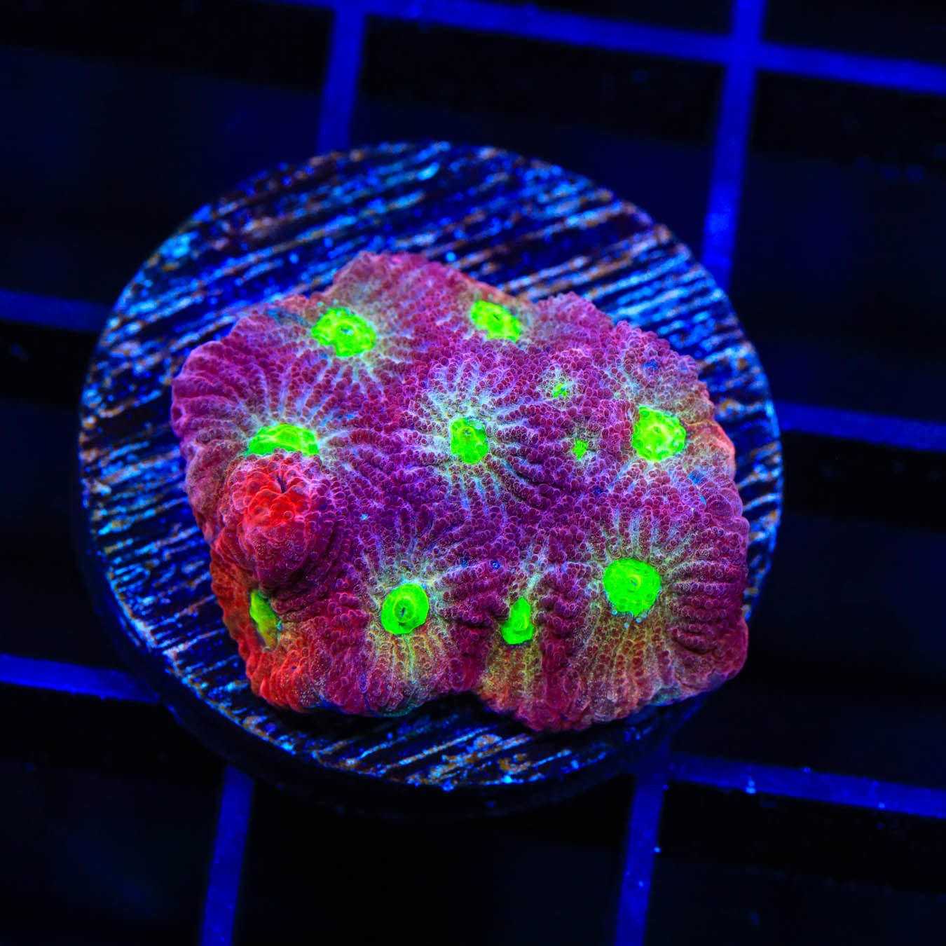 CB Bloodbath Favia Coral - Premium Saltwater Aquarium Coral for Reef Tanks | Vibrant Marine Coral for Home & Office Aquascaping