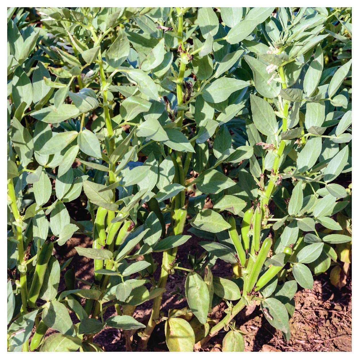 20 Organic Fava Broad Windsor Fava Bean Seeds - Non-GMO, Heirloom Variety - Perfect for Home Gardening, Cooking & Healthy Recipes - Everwilde Farms Gold Vault Packet