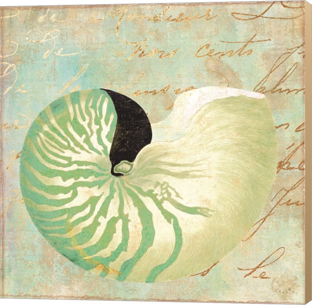 Sophie's Beach Nautilus II 24x24 Inch Canvas Wall Art - Museum Wrapped with Khaki Sides - Coastal Home Decor for Living Room, Bedroom & Office