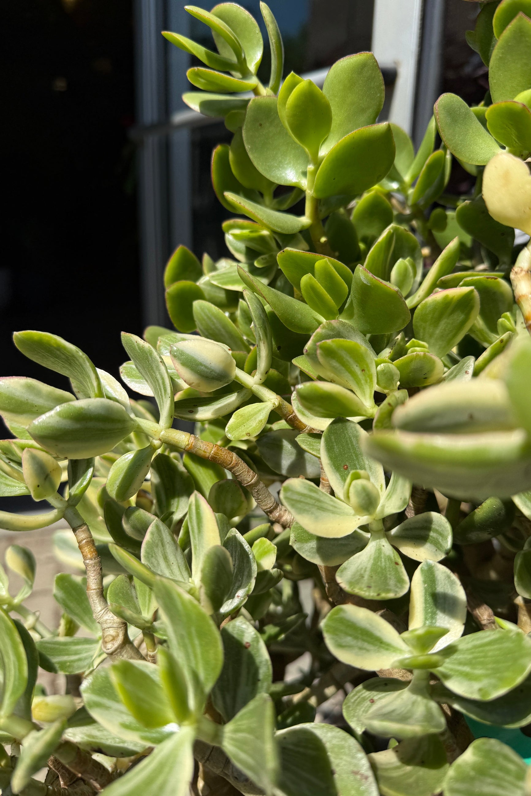 Variegated Jade Plant (Crassula ovata) - 14