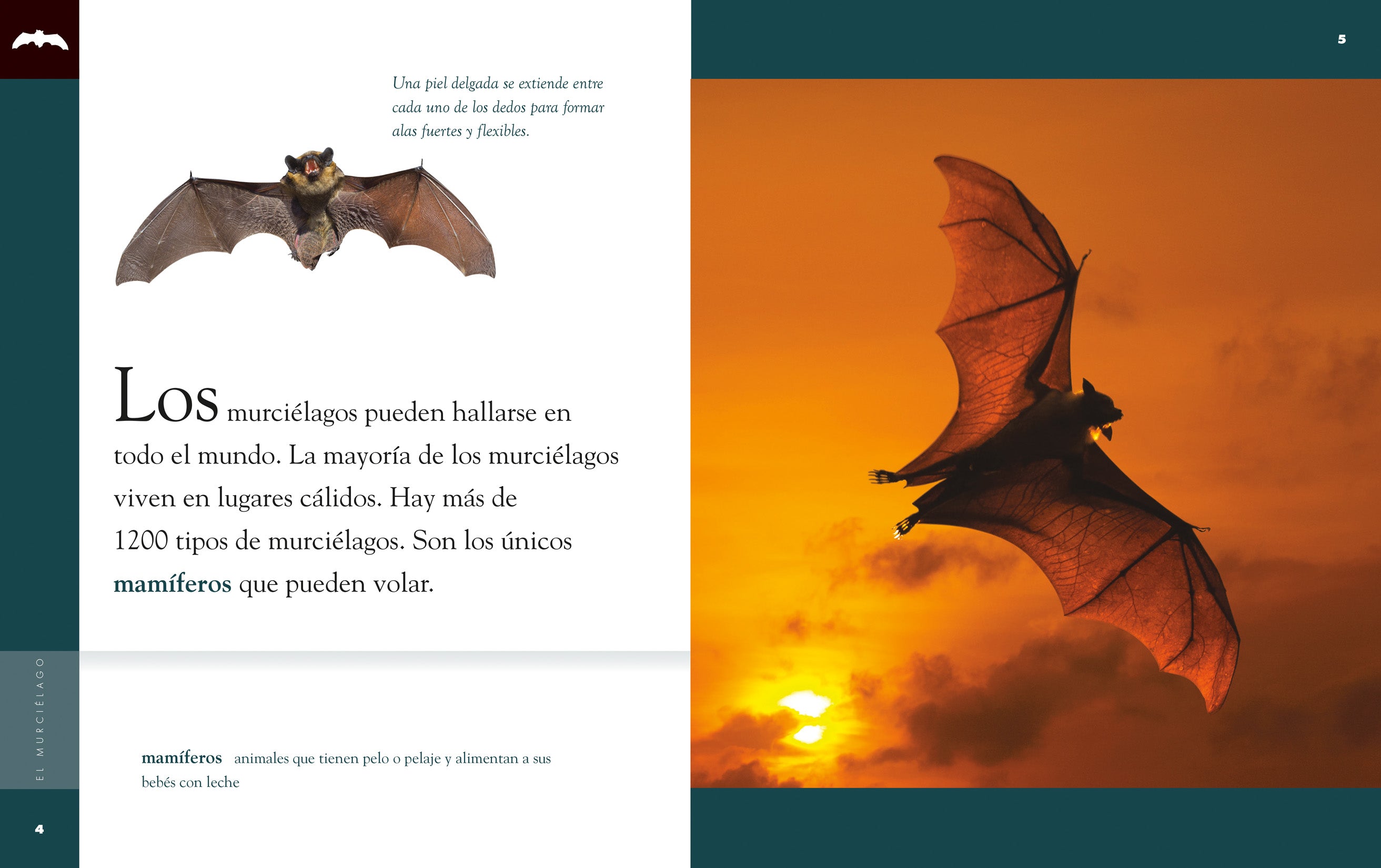 El Murcielago 9781640262621 - Bilingual Spanish-English Book for Kids | Perfect for Homeschooling & Bilingual Education