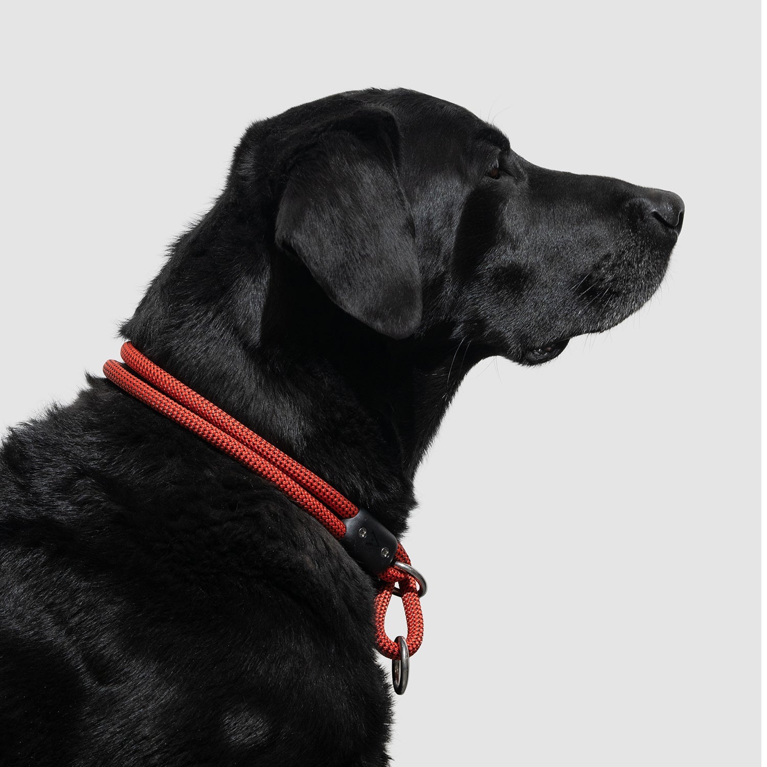 Lifetime Slip Collar for Dogs - Adjustable Nylon Training Collar with Quick-Release Buckle - Perfect for Obedience Training, Walking & Outdoor Adventures