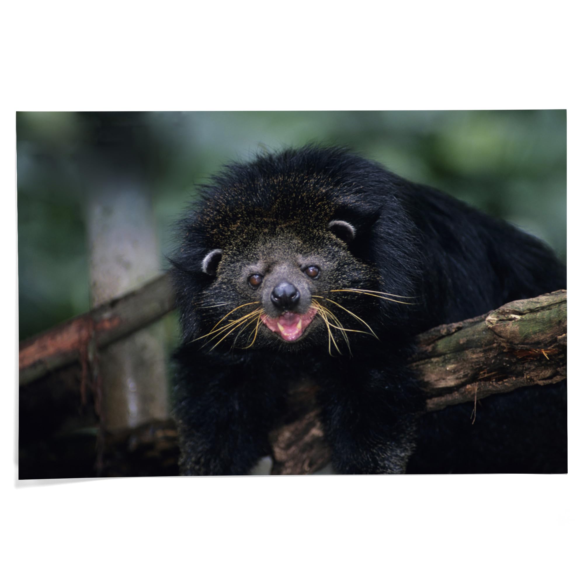 Lantern Press 24x36 Inch Giclee Art Print - Binturong (Bearcat) Wildlife Wall Decor | Premium Canvas Painting for Living Room, Bedroom & Office