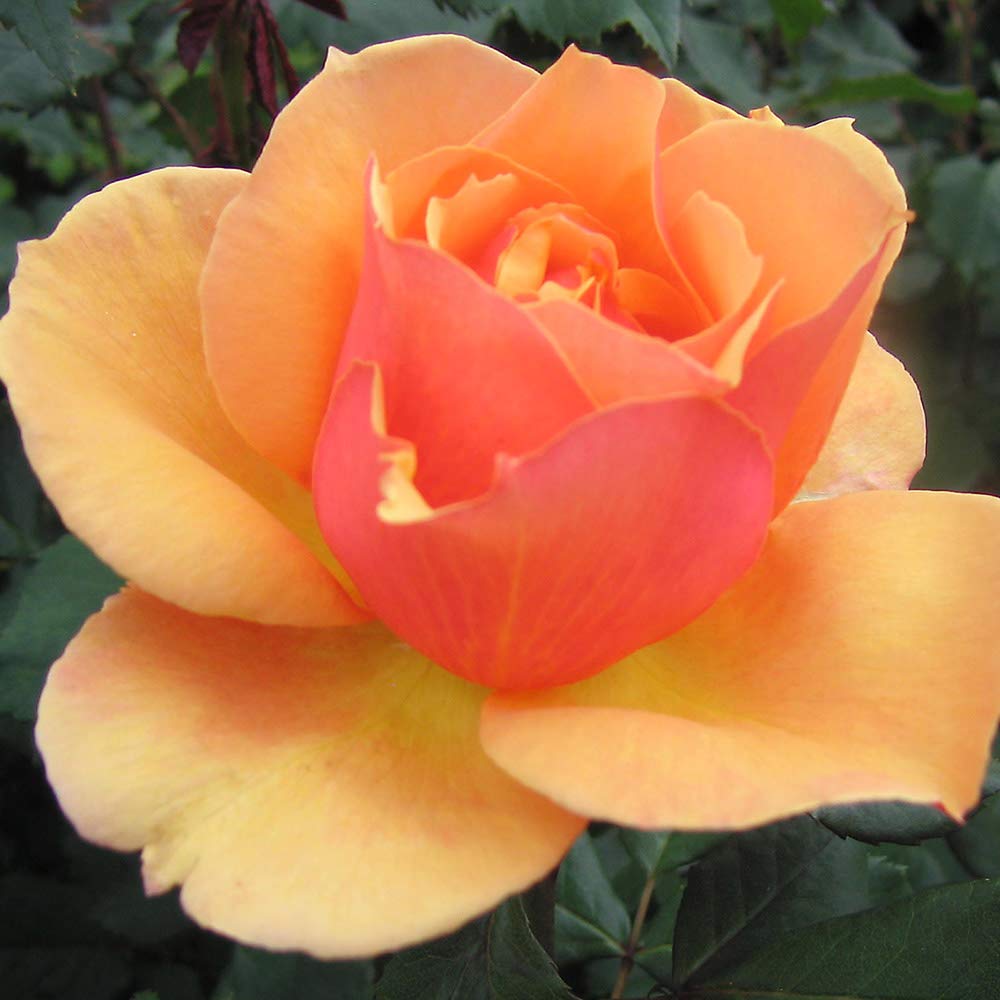 Heirloom Roses About Face™ Multi Rose Bush - Grandiflora Live Outdoor Rose Plant for Gardens, Landscaping & Flower Beds | Perfect for Home Decor, Wedding Bouquets & Gift Giving