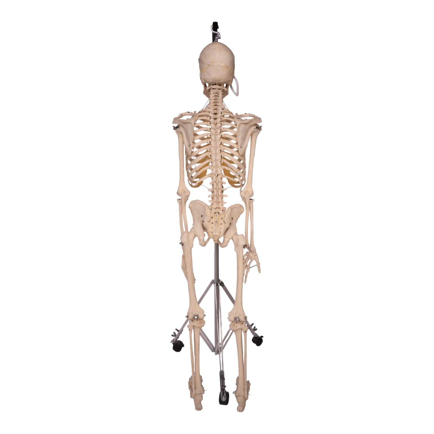 Articulated Real Human Skeleton Model - Perfect for Medical Education, Anatomy Study & Halloween Decor