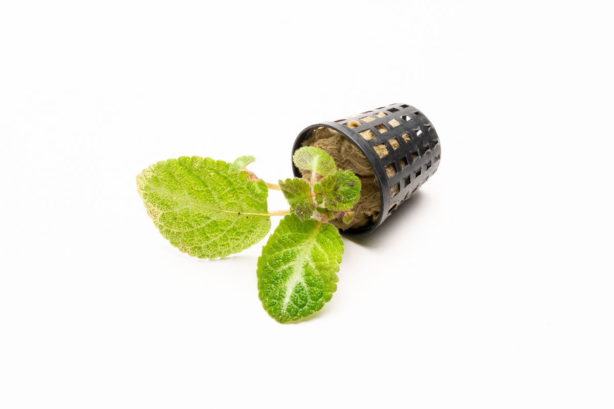 Episcia Lil Lemon - Rare Lemon Lime Variegated Houseplant for Indoor Gardens | Perfect for Home Decor, Terrariums & Office Spaces