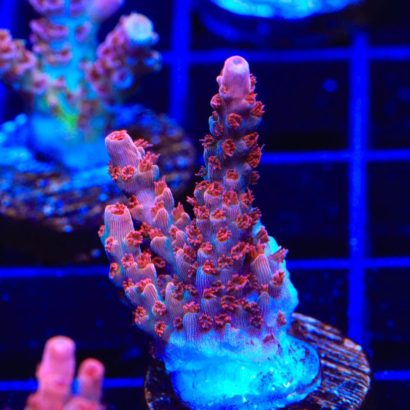 Premium CB Maleficent Acropora Coral for Saltwater Aquariums - Vibrant Purple & Green SPS Coral for Reef Tanks, Nano Tanks & Coral Frag Racks