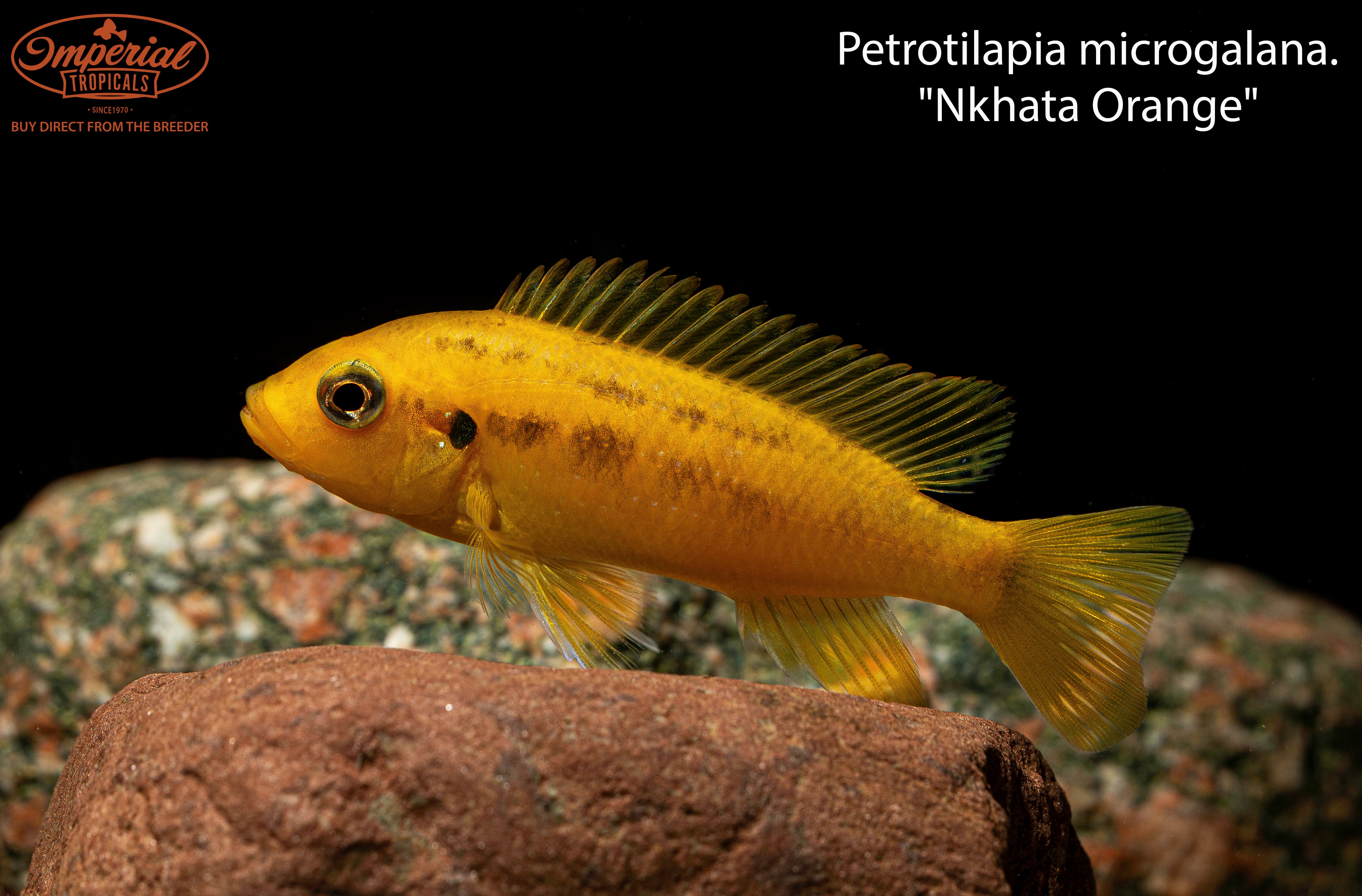 Petrotilapia Microgalana Nkhata Orange Cichlid - Rare African Cichlid Fish for Aquarium & Fish Tank Enthusiasts | Perfect for Freshwater Home Aquariums and Breeding Projects