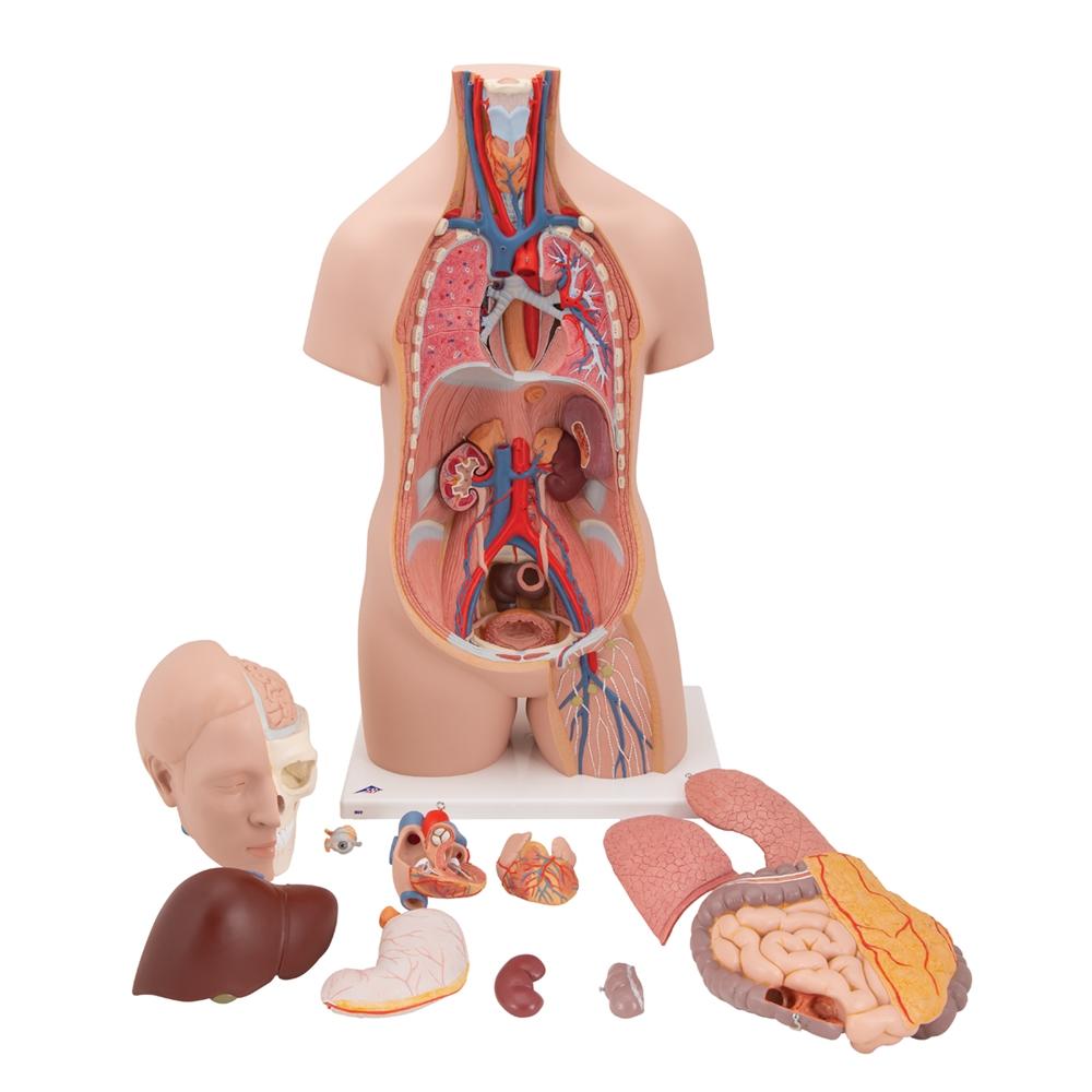 Unisex Anatomical Torso Model with Half Skull Head - 12-Piece Detachable Human Body Anatomy for Medical Students & Artists | Perfect for Classroom Study, Art Reference & Science Education