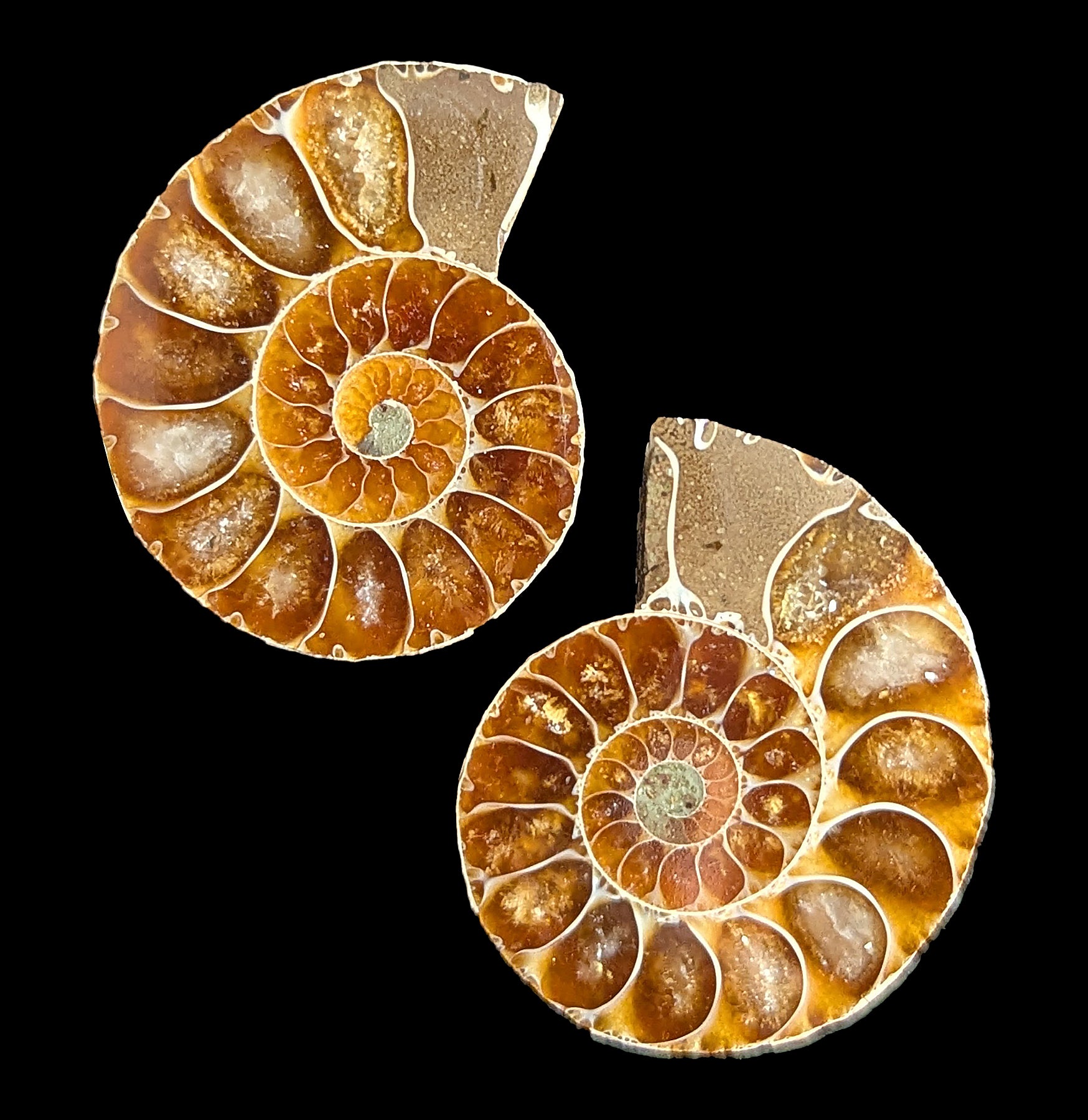 Small Agatized Ammonite Pair - Natural Fossil Stone for Collectors, Home Decor & Jewelry Making - Perfect for Display, Gifts & DIY Craft Projects