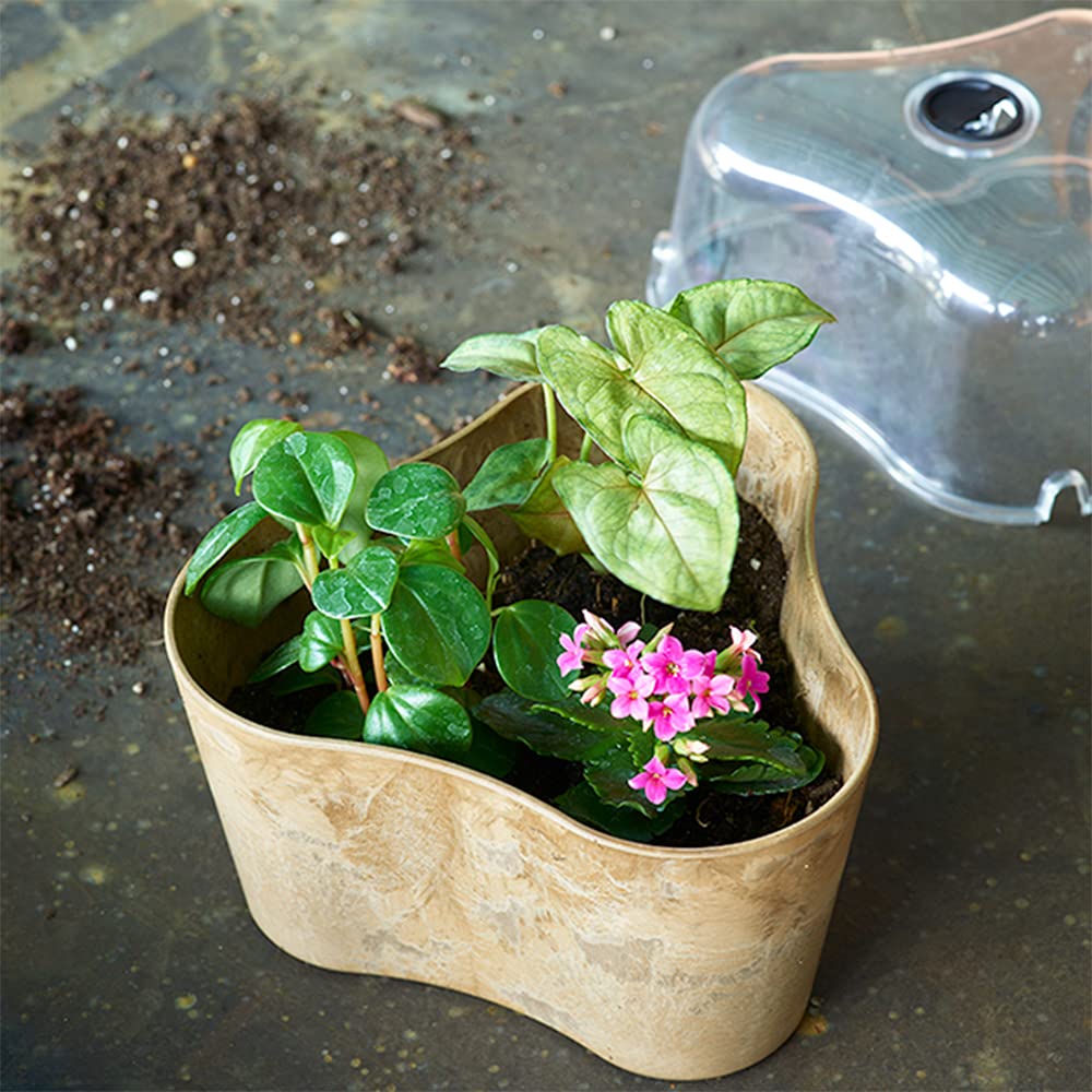 Tri-Pot Terrarium - 3 Piece Glass Plant Terrarium Kit for Succulents, Air Plants & Home Decor | Perfect for Indoor Gardening, Office Desk & Gift Ideas