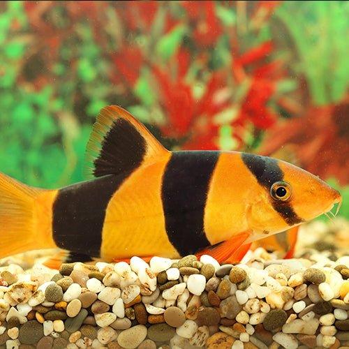 Premium Clown Loach Fish for Aquariums - Vibrant Tropical Freshwater Fish for Home & Office Tanks | Perfect for Community Tanks & Algae Control