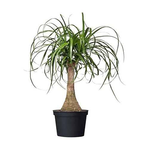 Ponytail Palm