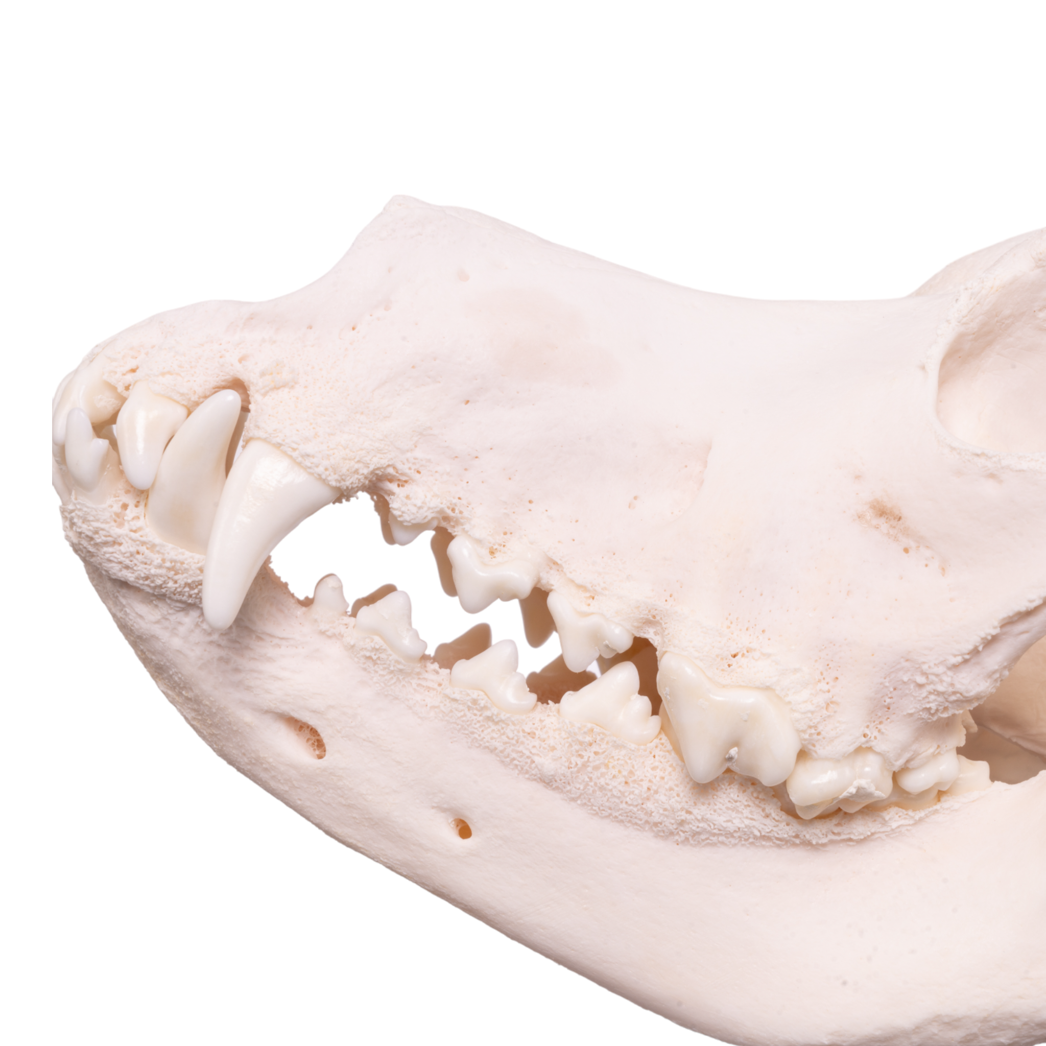 Authentic Domestic Dog Skull - Great Dane Specimen with Periodontal Details | Perfect for Veterinary Study, Taxidermy & Educational Displays