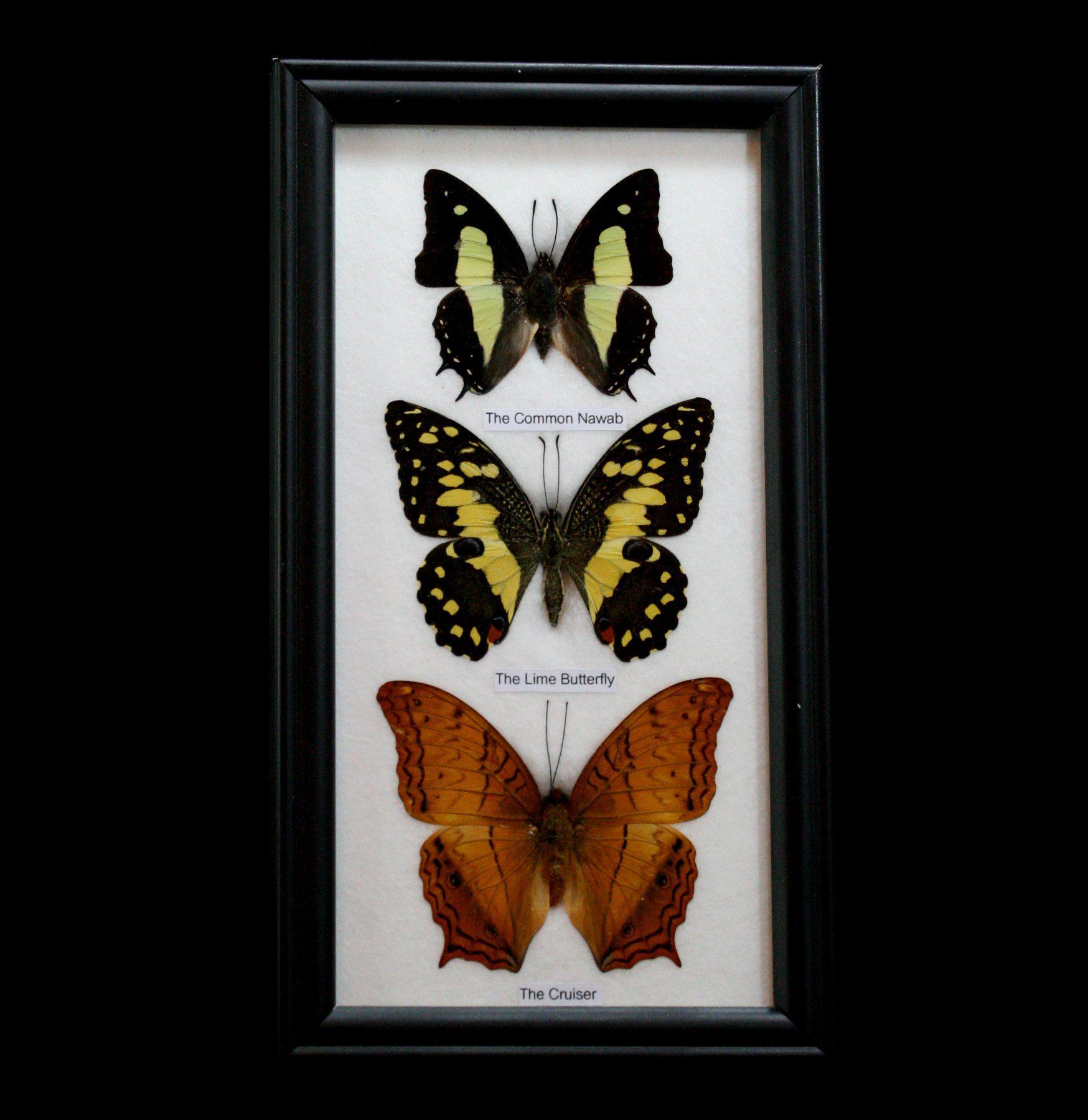 3 Framed Butterfly Specimens - Real Mounted Butterflies in Display Case for Home Decor, Classroom, or Gift