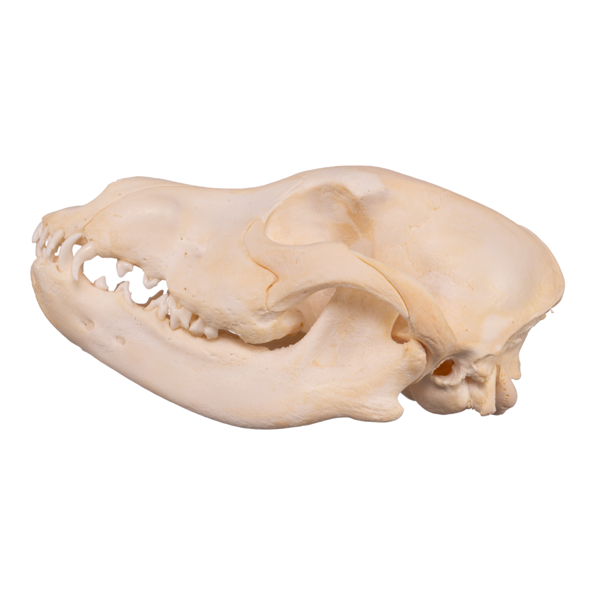 Authentic German Shepherd Puppy Skull - Real Domestic Dog Skull for Veterinary Study, Taxidermy & Halloween Decor