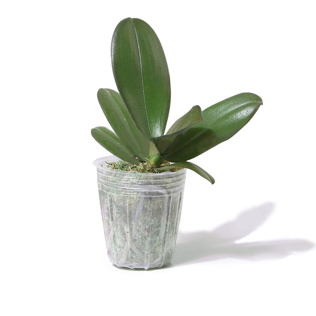 4 Inch Clear Plastic Plant Pots - 100 Pack Transparent Nursery Containers for Seedlings, Succulents, Vegetables & Flowers | Indoor/Outdoor Gardening, Transplanting, Seed Starting & Home Planting Projects
