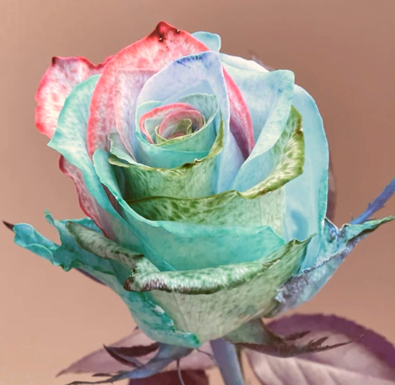 Perennial Rose Tubers - Ready to Plant All Year Round, Grows Well in Flower Pots - 3 Rose Plants (SSS) - Perfect for Home Gardens, Landscaping & Romantic Gifts