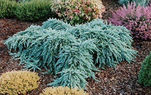 Feelin Blue Deodar Cedar Tree (Cedrus Deodara) - 1 Year Old Live Plant for Landscaping, Garden Decor & Outdoor Planting