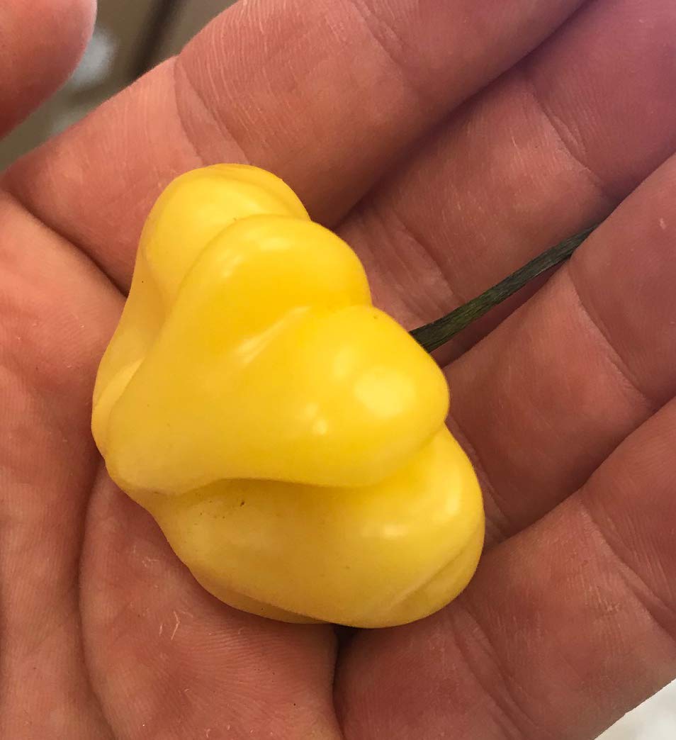 Premium Aji Brazilian Starfish Yellow Hot Pepper Seeds for Planting – Non-GMO, Heirloom, High Germination Rate – Perfect for Home Gardens, Spicy Cooking & Hot Sauce Making