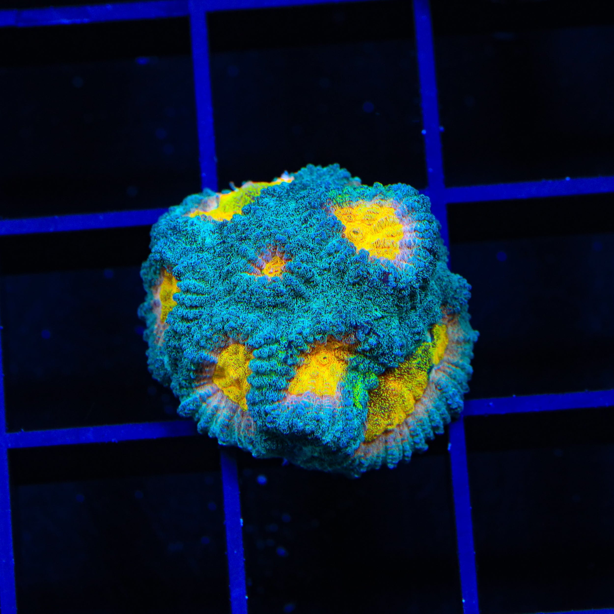 Premium CB Angel Eye Favia Coral for Saltwater Aquariums - Vibrant Colors & Easy Care - Perfect for Reef Tanks, Coral Displays & Marine Aquascaping