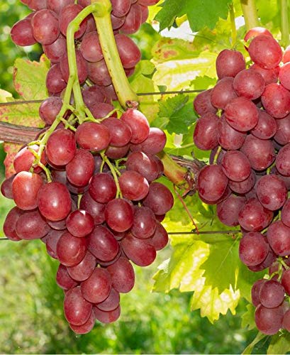 Pixies Gardens Einset Seedless Red Grape Vine - 1 Gallon Potted Plant with Medium Clusters of Sweet Oval Berries | Perfect for Home Gardens, Fresh Eating & Winemaking