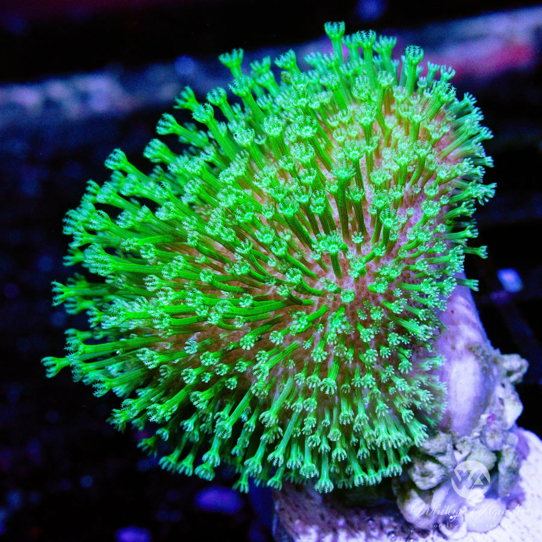 Neon Green Toadstool Coral - Premium WYSIWYG Live Coral for Saltwater Aquariums | Perfect for Reef Tanks & Marine Displays