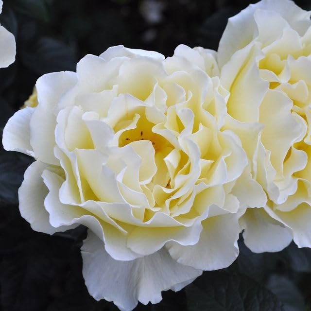 Heirloom Roses White Licorice™ Yellow Floribunda Rose Bush - Live Outdoor Planting, Fragrant Garden Flowers for Landscaping & Home Decor