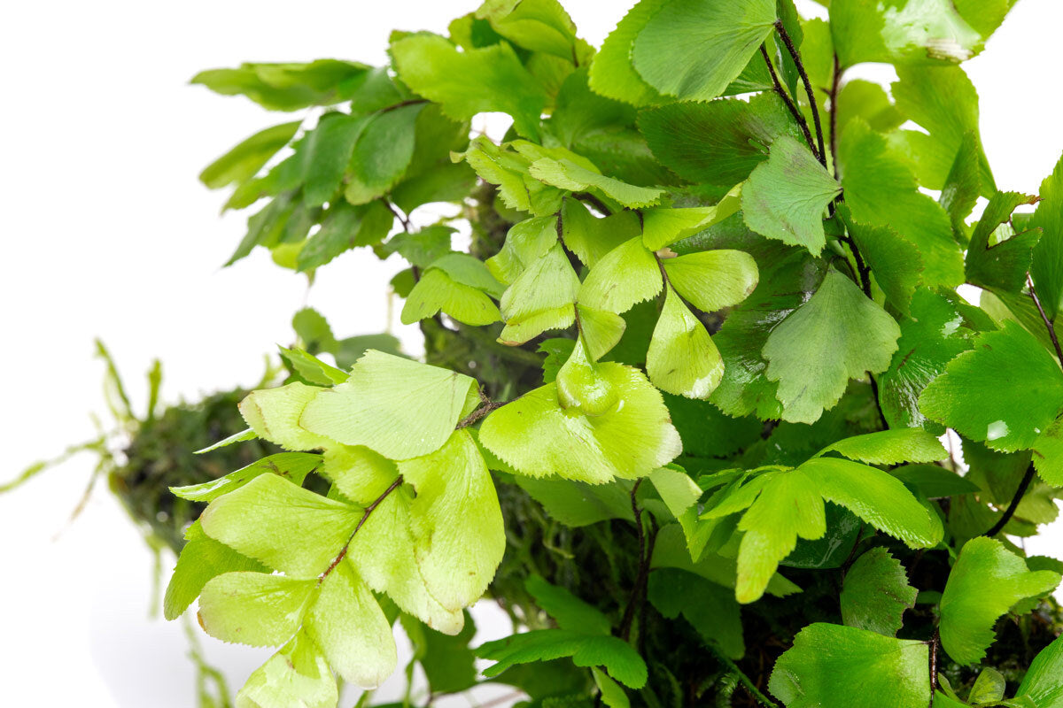 Adiantum Capillus Veneris & Moss Driftwood - Natural Decorative Wood for Aquariums, Terrariums & Home Decor