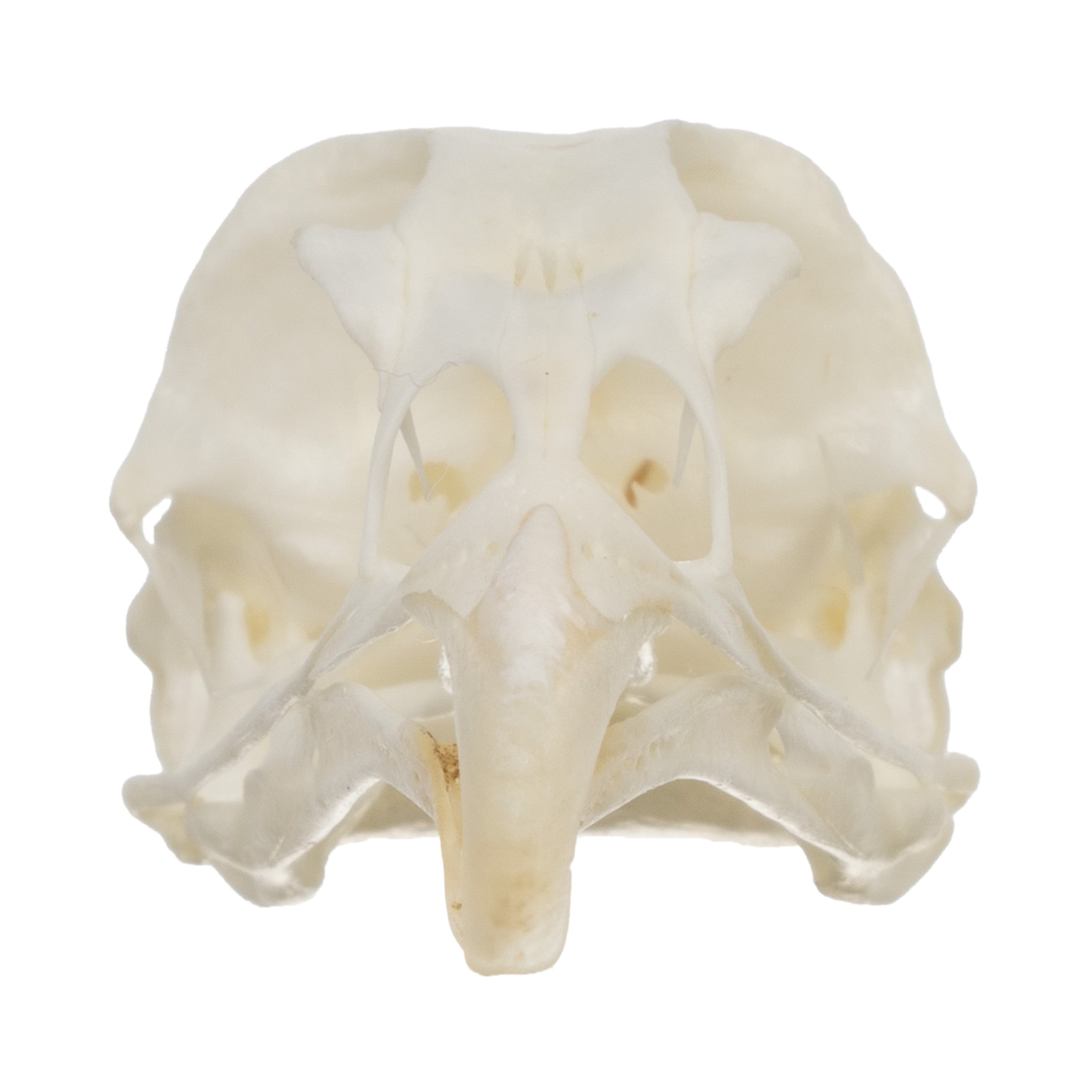 Authentic Hungarian Partridge Skull - Taxidermy Specimen for Home Decor, Gothic Display & Oddity Collections | Perfect for Halloween, Cabinets of Curiosities & Dark Aesthetic Rooms