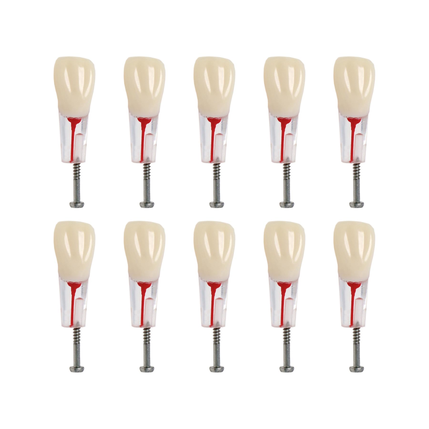 10Pcs Kilgore Nissin Dental RCT Endo Root Canal Practice Typodont Teeth Model - UR1 Central Incisor for Dental Students & Professionals - Perfect for Endodontic Training, Clinical Practice & Dental Education