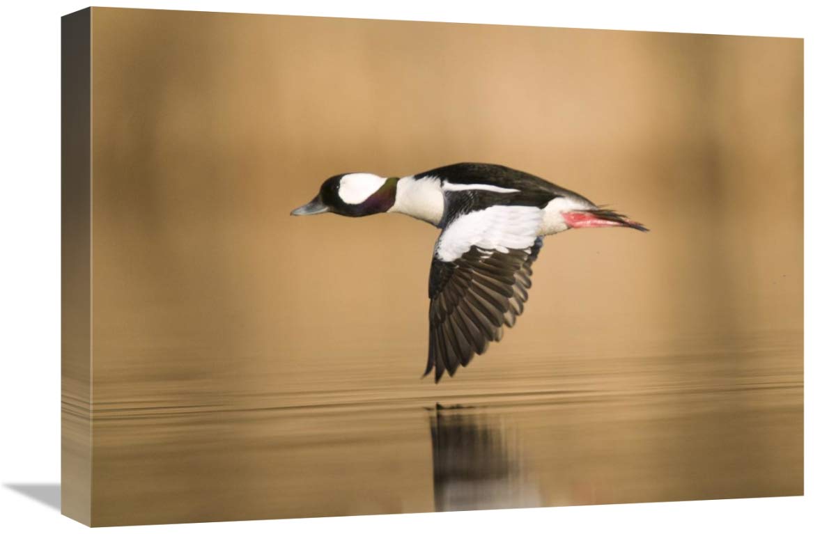 Bufflehead Male Flying Canvas Art Print - 22
