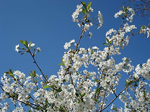 20x30 Inch Cherry Blossom Laminated Poster - Vibrant Spring Flower Wall Art for Home & Office Decor - Perfect for Living Room, Bedroom or Dormitory Wall Decoration