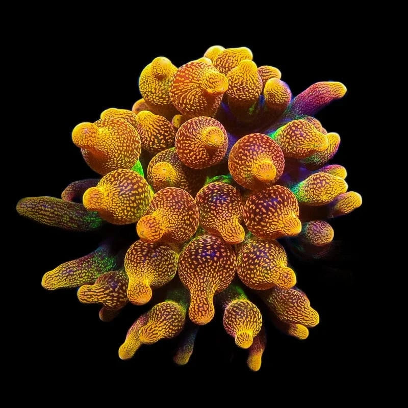 Chicago Sunburst Anemone - Vibrant Coral for Saltwater Aquariums | Perfect for Reef Tanks & Marine Displays