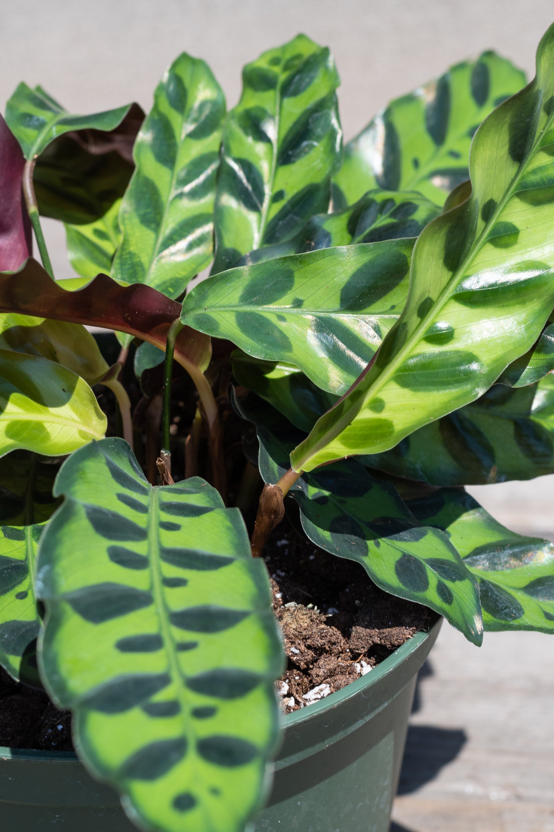Calathea Lancifolia Rattlesnake Plant - 6 Inch Live Indoor Houseplant for Home & Office Decor | Perfect for Low Light Spaces, Air Purifying & Tropical Plant Lovers