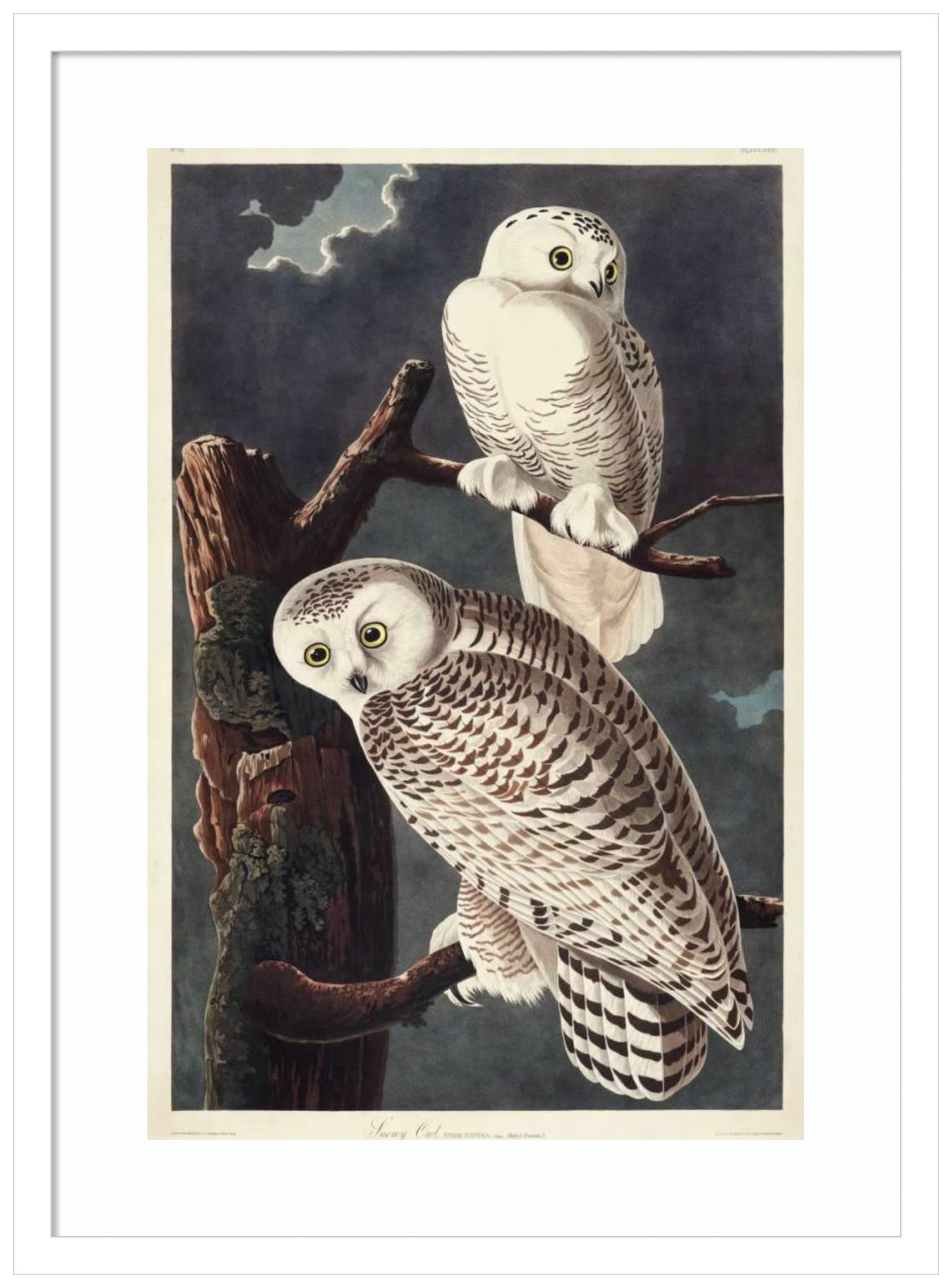 Amanti Art Framed Wall Art Print 25x19 - Snowy Owl by John James Audubon, Wildlife Animal Painting, Museum Quality Classic Decor, Premium Poster Artwork for Living Room, Bedroom, Office & Bathroom - Perfect for Home Decor, Gifts & Interior Design