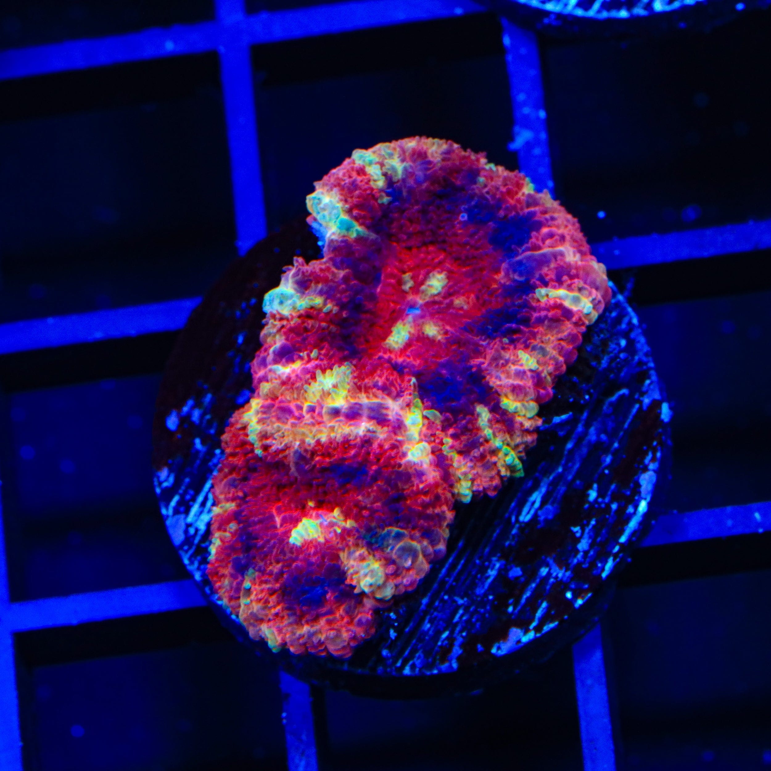 Deep Water Acan Coral for Saltwater Aquariums - Vibrant LPS Coral for Reef Tanks & Marine Aquascaping