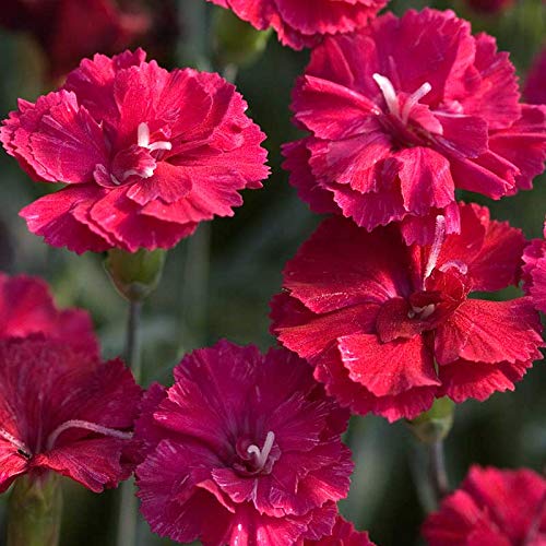 Frosty Fire Dianthus - 10 Live Plants - Dianthus Allwoodii - Fragrant Cold Hardy Perennial Groundcover for Borders, Rock Gardens & Containers