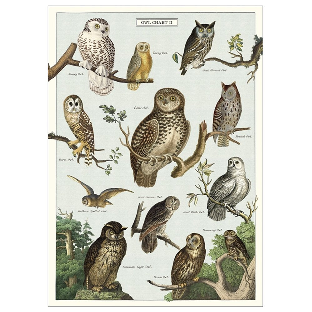 Owl Wrapping Paper - Cute Animal Design for Gift Wrapping, Party Decorations & Scrapbooking | Perfect for Birthdays, Christmas & DIY Crafts