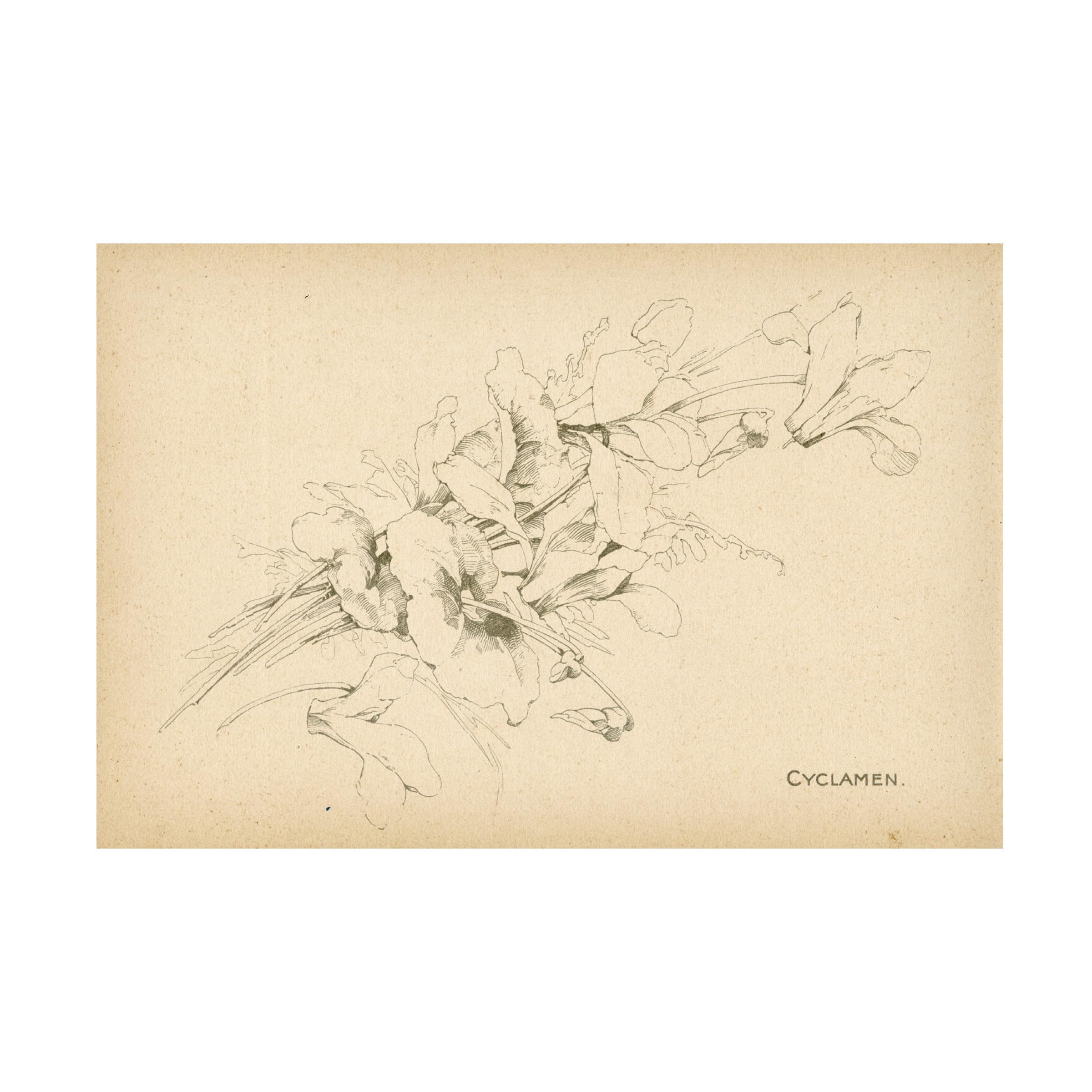 Trademark Fine Art 'Cyclamen' Floral Canvas Wall Art Print - Perfect for Living Room, Bedroom & Office Decor