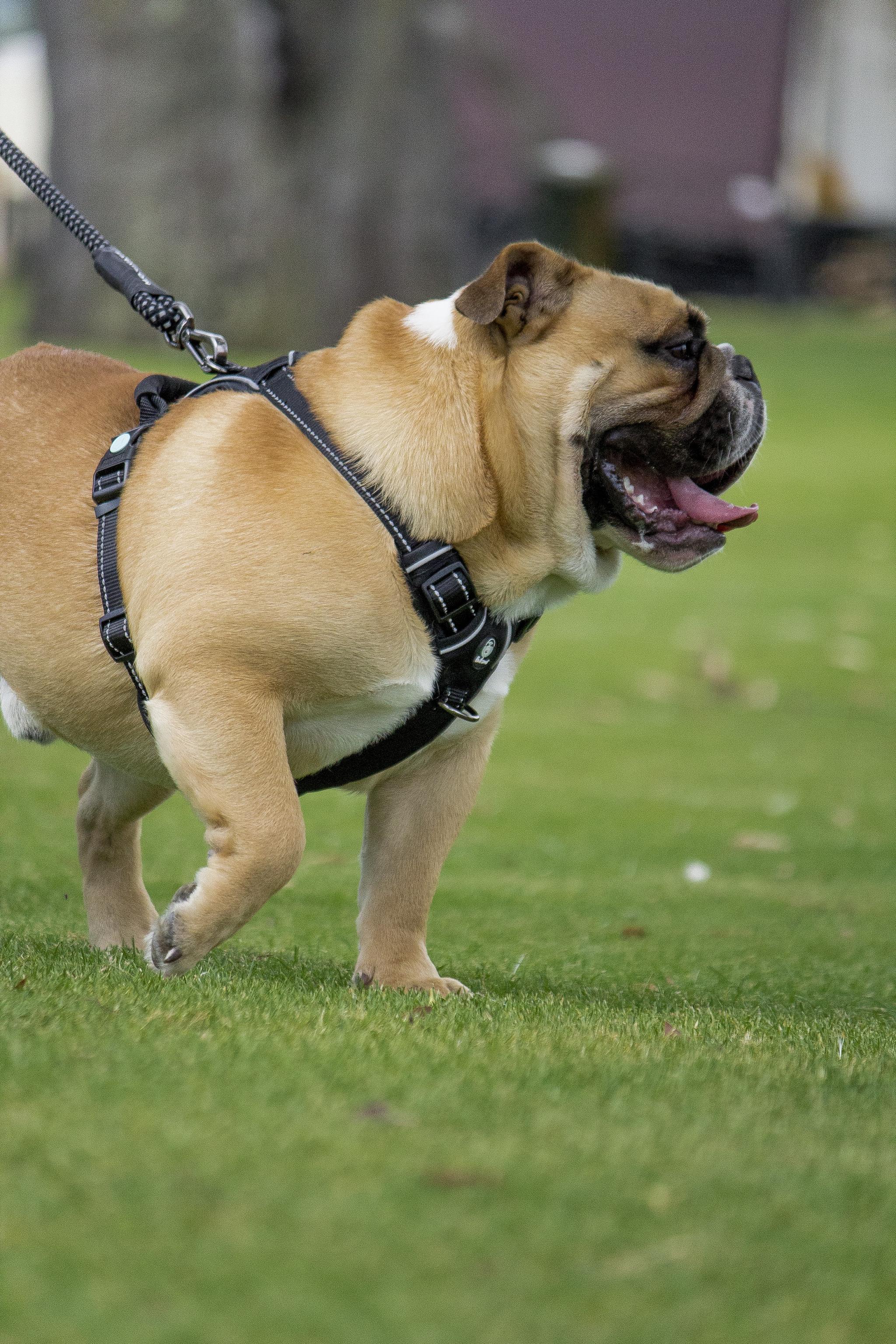 Huskimo Ultimate No-Pull Dog Harness for Medium & Large Dogs - Adjustable & Reflective Dark Sky Blue - Perfect for Walking, Running & Outdoor Adventures