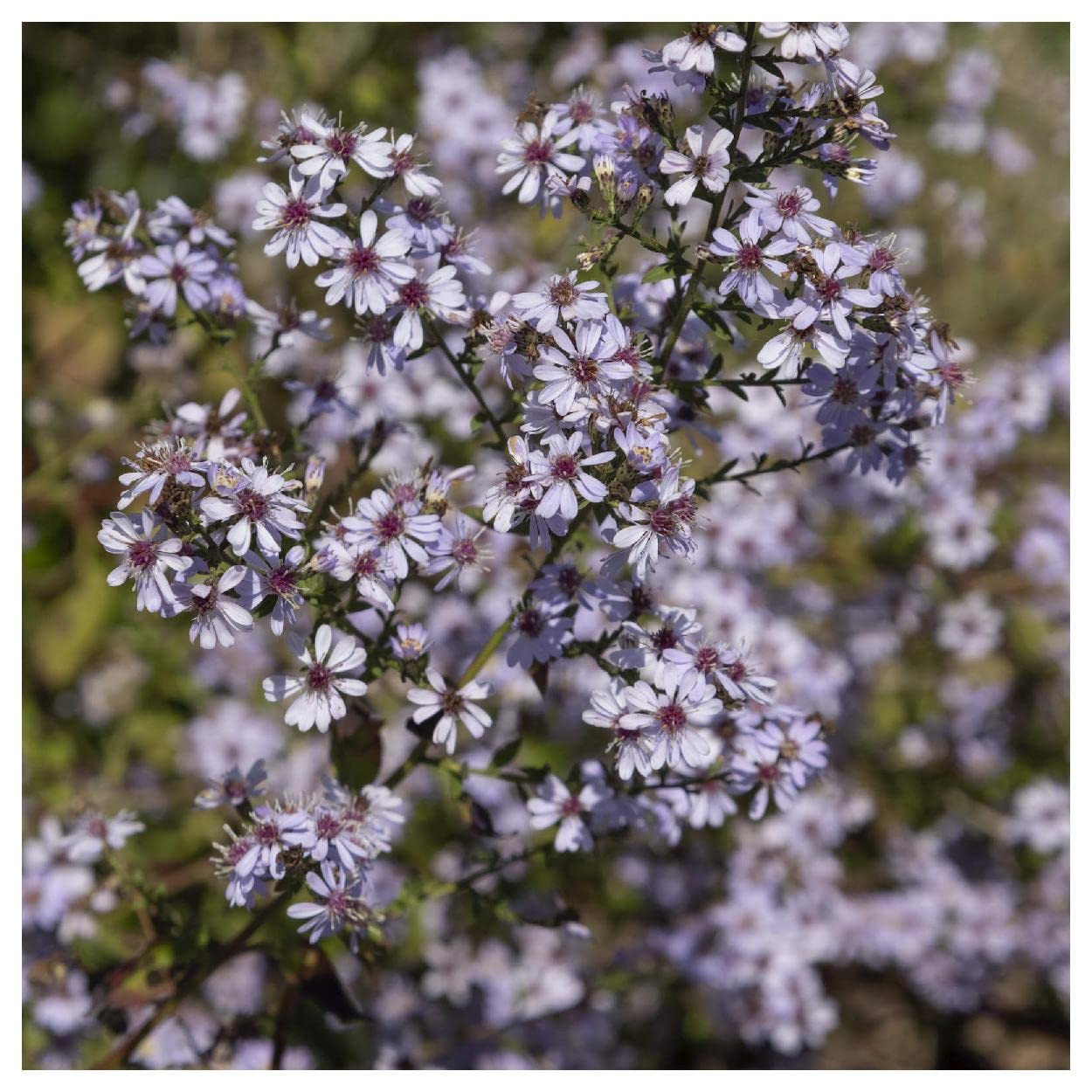 Everwilde Farms - 1 Oz Arrow-leaved Aster Native Wildflower Seeds - Gold Vault Packaging - Attract Pollinators & Beautify Gardens