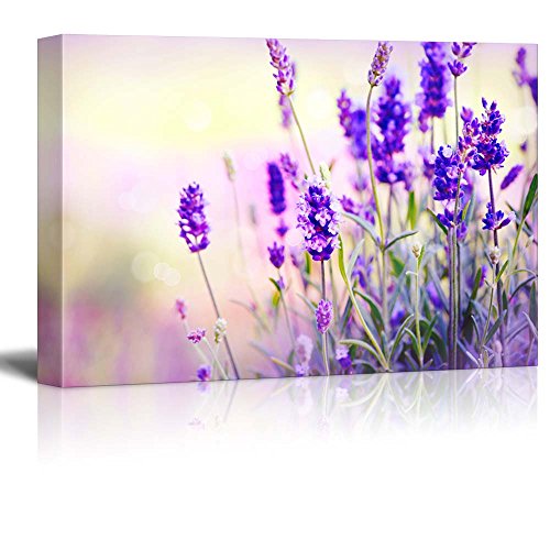 Lavender Field 2